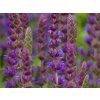 Salvia Ostfriesland
