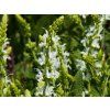 Salvia nemorosa 'Schneehügel' (2)