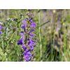 Salvia pratensis (2)