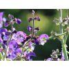 62373 salvej lucni salvia pratensis