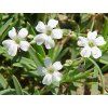 repens
