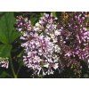 Syringa Minuet (2)