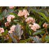 Physocarpus Little Devil (1)