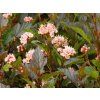 Physocarpus Kleiner Teufel (2)
