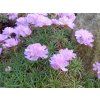 Trávnička trsnatá 'Bevan's' - Armeria juniperifolia 'Bevan's' (Balení kontejner C2)