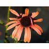 Echinacea Julia