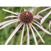 Třapatka bledá 'Hula Dancer' - Echinacea pallida 'Hula Dancer' (Balení kontejner p11)
