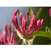 Lonicera Harlequin