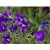 Campanula aucheri (2)