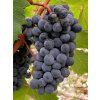 cabernet sa2
