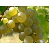 sauvignon2