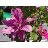 Clematis Barbara