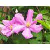 69564 plamenek comtesse de bouchaud