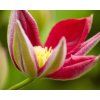 clematis hoshi no flamenco