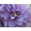 69600 4 plamenek louise rowe