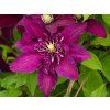 Clematis Niobe (1)