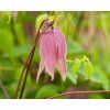 clematis pink dream2