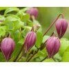 Clematis rosa Traum