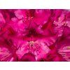 Rhododendron Royal Amarant (2)