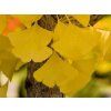 autumn3