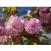 Prunus serrulata Kanzan (1)