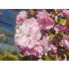 Prunus serrulata Kanzan (2)