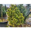 Pinus mugo 'Golden Glow' (1)