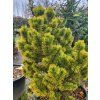 Pinus mugo 'Golden Glow' (3)