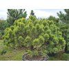 Pinus mugo Golden Glow