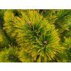 Pinus mugo 'Golden Glow' (2)