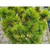 Pinus mugo 'Picobello' (2)