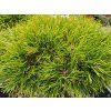 Pinus mugo 'Gr�ne Welle' (1)