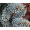 71244 Blaufichte 'Blue Mountain'