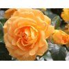 Rose 'Goldelse®' (Container C2)