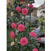 78894 1 ruze maritim