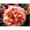 Rose 'Mary Ann®' (Container C2)