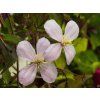 Clematis Freda