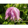 Clematis Purple Dream (1)