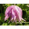 Clematis Purple Dream (2)