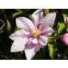 Clematis Rosamunde (4)