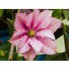 Clematis Rosamunde (1)