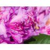 Rhododendron Rosa Lila Traum (1)