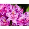 Rhododendron Pink Lila Traum (2)