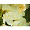 Rhododendron Pernilla