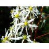 rubrifolia