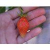 Fragaria Gariguette