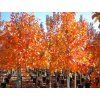 october glory