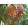 acer rubrum Sommerrot Strauch