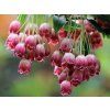 red bells
