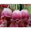 red bells